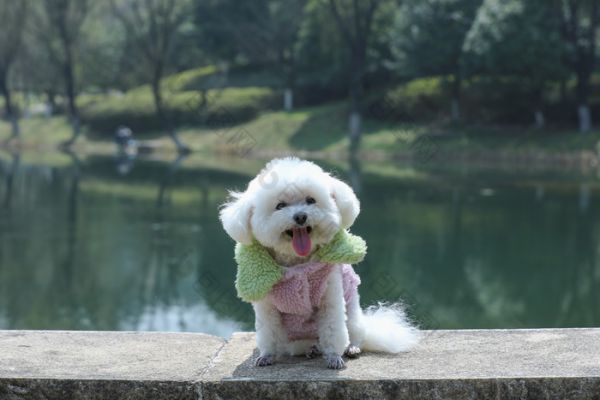 坐在公园湖边可爱的宠物狗比熊犬