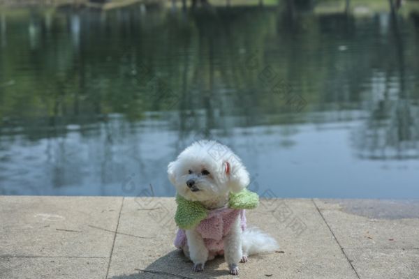 坐在公园湖边憨厚的宠物狗比熊犬图片