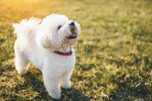 可爱的小比熊犬照片摄影图片