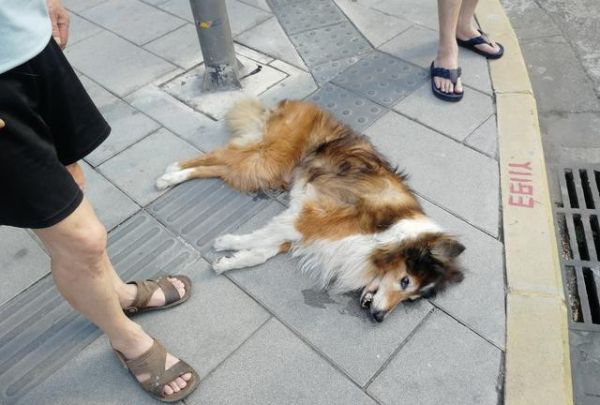 养的宠物死了 动物 第1张