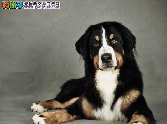 生病的狗 健康 第1张