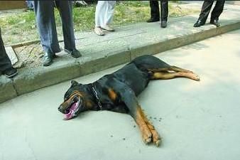 梦见狗被杀了 梦见狗狗被杀了我哭得很伤心