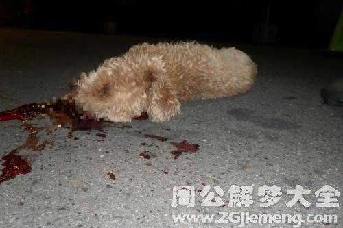 梦见小狗被摔死 梦到自己的狗摔死了