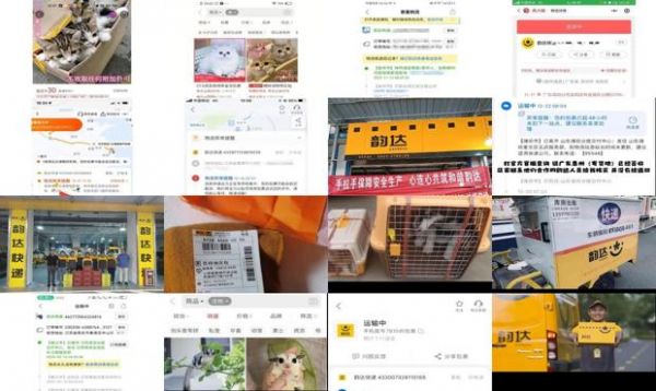 韵达可以快递寄宠物吗