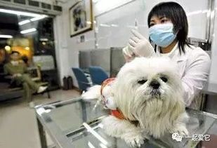 渭南专业宠物医院,呵护宠物健康首选