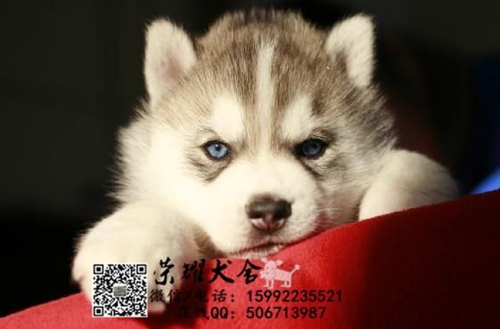 广州白云区哪里有卖宠物狗的地方