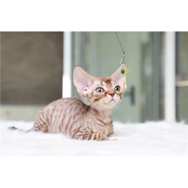 北碚正规猫舍 猫舍代理 米露琪宠物
