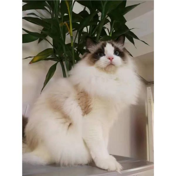 金坛正规猫舍 猫舍投资 米露琪