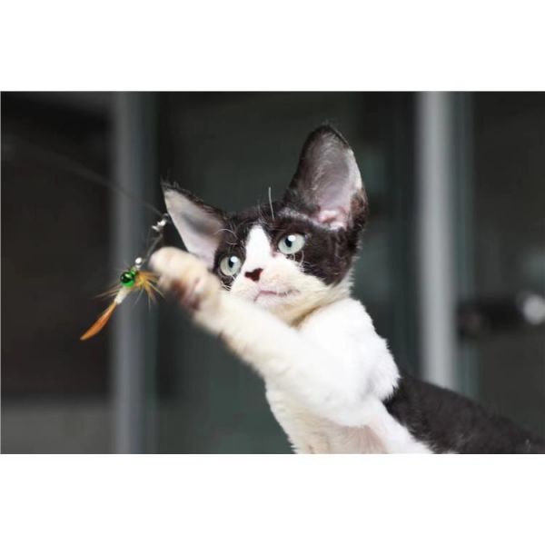 正规猫舍定义 代理猫舍 米露琪