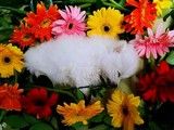 天津滨海新区宠物死后处理 宠物殡葬-天津宠物火化殡葬中心