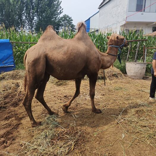供应乘骑骆驼 骆驼养殖基地 骆驼价格