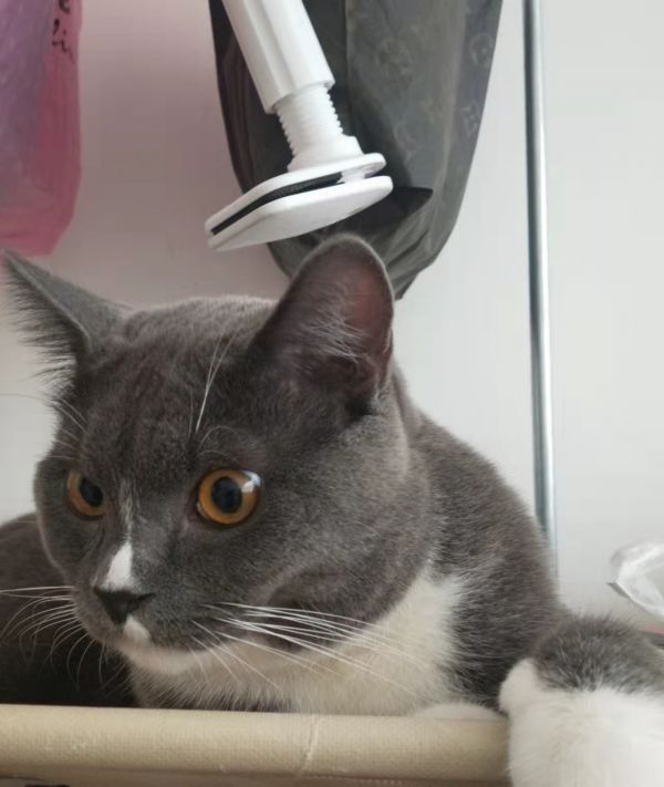 出售猫咪
