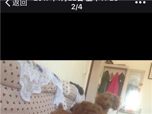 小泰迪宝宝