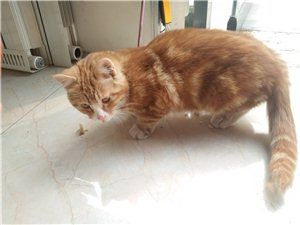 虎斑猫出售