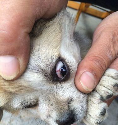 狗狗身上出现虫子了怎么办？如何用图片识别和处理？
