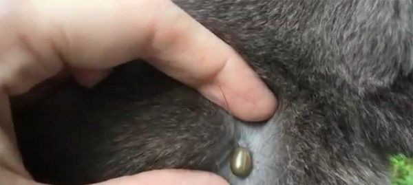 猫咪身上有虫子，该如何处理（了解宠物的寄生虫）