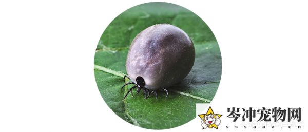 猫身上的虫子有几种图片