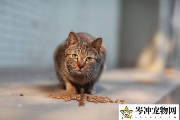 猫身上的虫子有几种图片