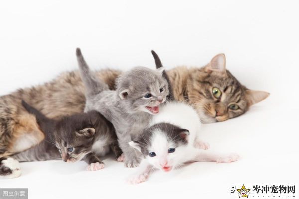 猫身上的虫子有几种图片