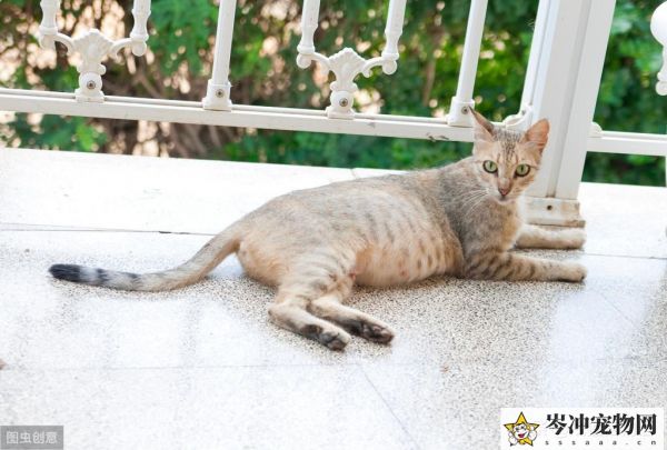 猫身上的虫子有几种图片