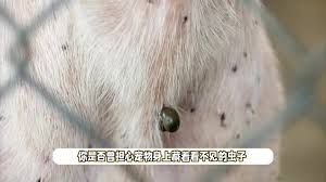 iPhone能否检查宠物身上的虫子
