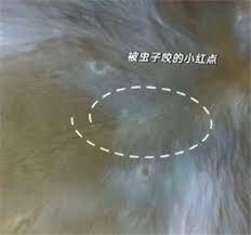 iPhone能否检查宠物身上的虫子