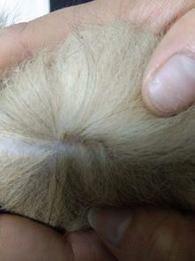 我家宠物身上白虫子，多久能治愈？