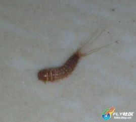宠物身上虫子怎么办？防治攻略！