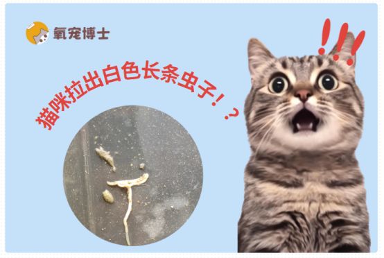 猫咪拉出白色长条虫子