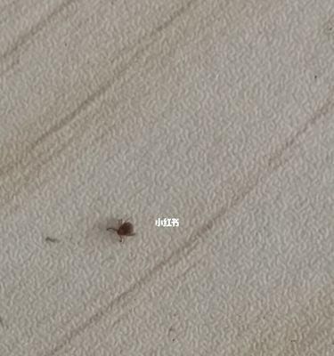 狗的身上发现虫子了怎么办？如何彻底清除？