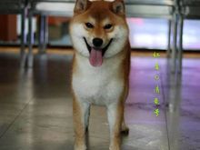 天津柴犬借配