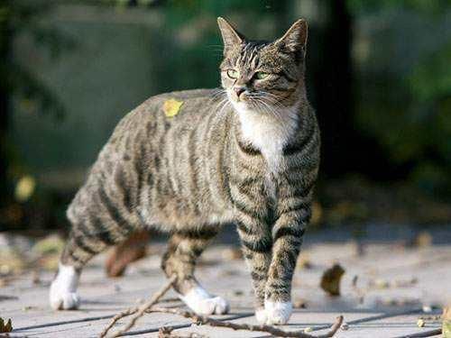 最美狸花猫，你有没有养呢？说说你养狸花的体验吧