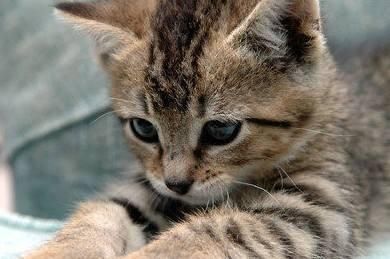 最美狸花猫，你有没有养呢？说说你养狸花的体验吧