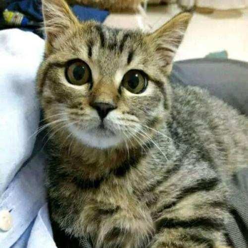 最美狸花猫，你有没有养呢？说说你养狸花的体验吧