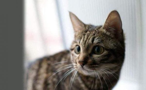 最美狸花猫，你有没有养呢？说说你养狸花的体验吧