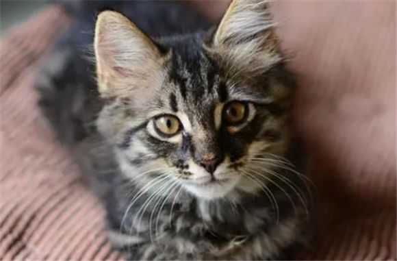 狸花猫花纹有哪些