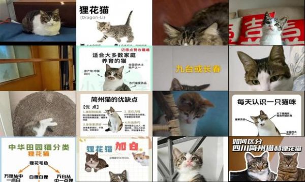 狸花加白是简州猫吗