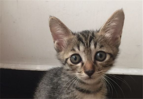 黑狸花猫属于黑猫吗