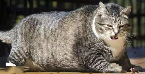 “白肚子狸花猫,可爱宠物新宠”
