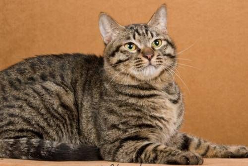 “白肚子狸花猫,可爱宠物新宠”
