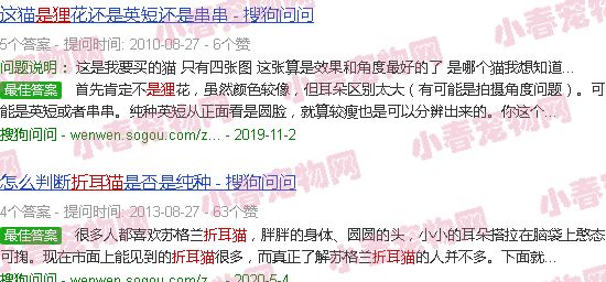 折耳猫但是是狸花色