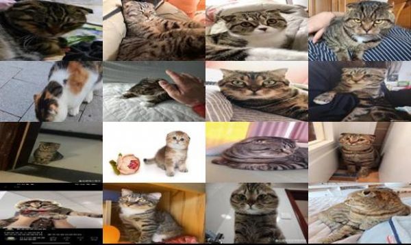 折耳猫但是是狸花色