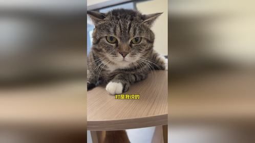 谁家狸花猫让摸让抱？我花臂大佬不要面子呀