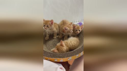转眼捡来的小橘猫2岁了，老大和老四在新家怎么样了