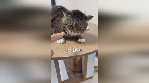 你祖上还出过皇帝呢，也没见你买亿根猫条给我