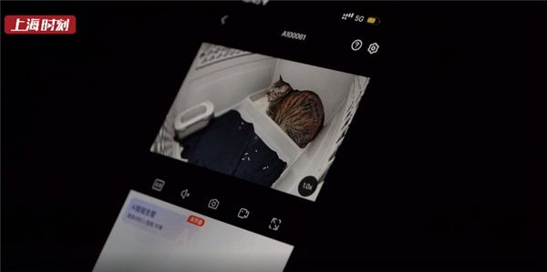 高铁托运宠物出发：首位幸运“旅客”是一只狸花猫！