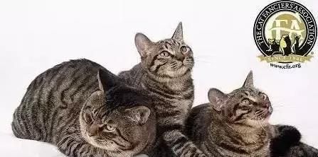 每日一猫：中华狸花猫