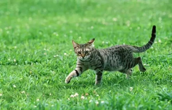 每日一猫：中华狸花猫