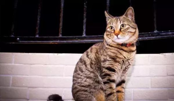 每日一猫：中华狸花猫