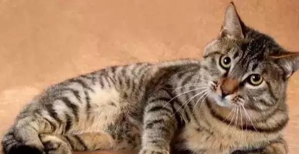 每日一猫：中华狸花猫